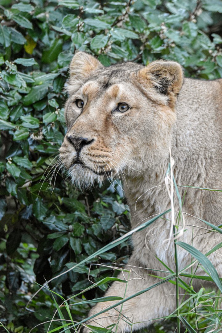 Asiatic lion (October 2020)