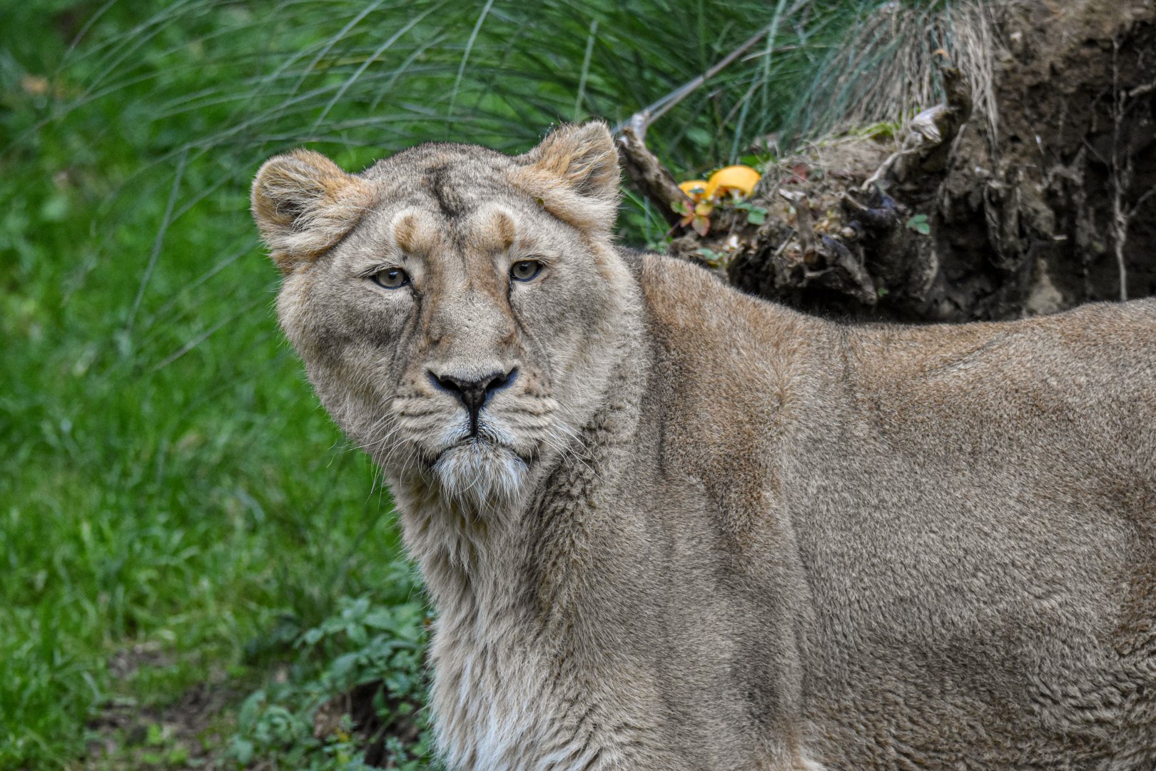 Asiatic lion (October 2020)