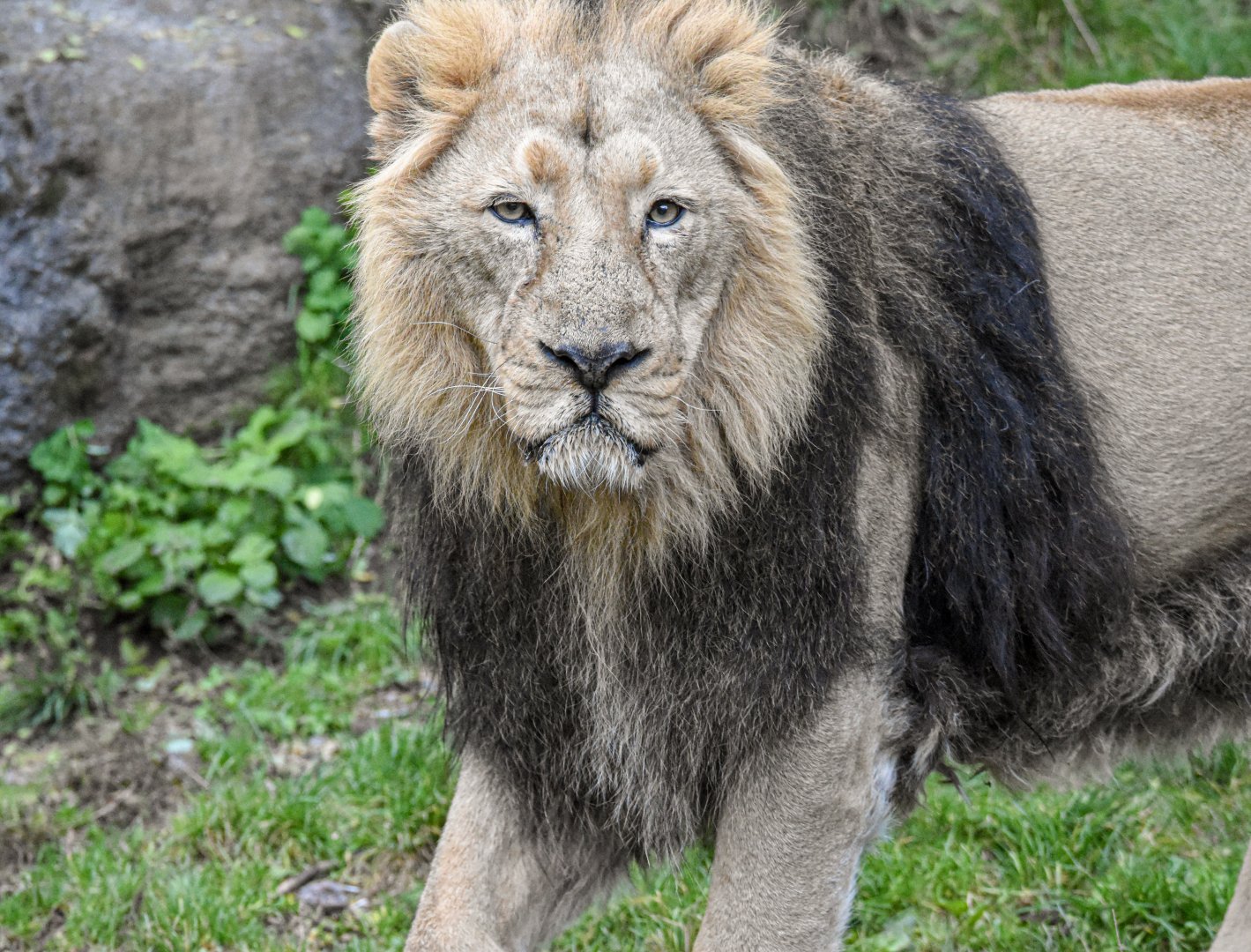 Asiatic lion (October 2020)