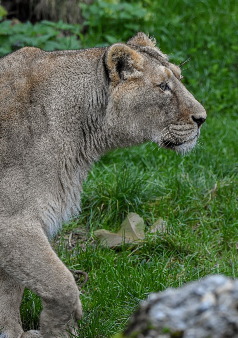 Asiatic lion (October 2020)