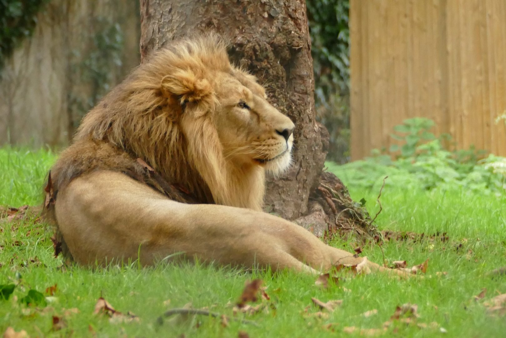 Asiatic lion, October 2021