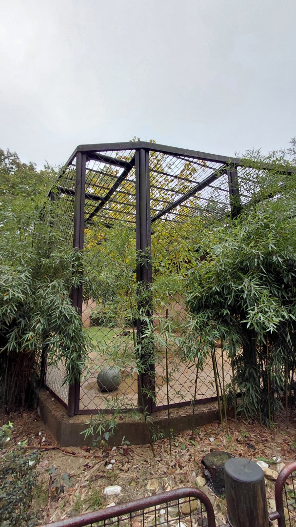 Asiatic lion outdoor cage