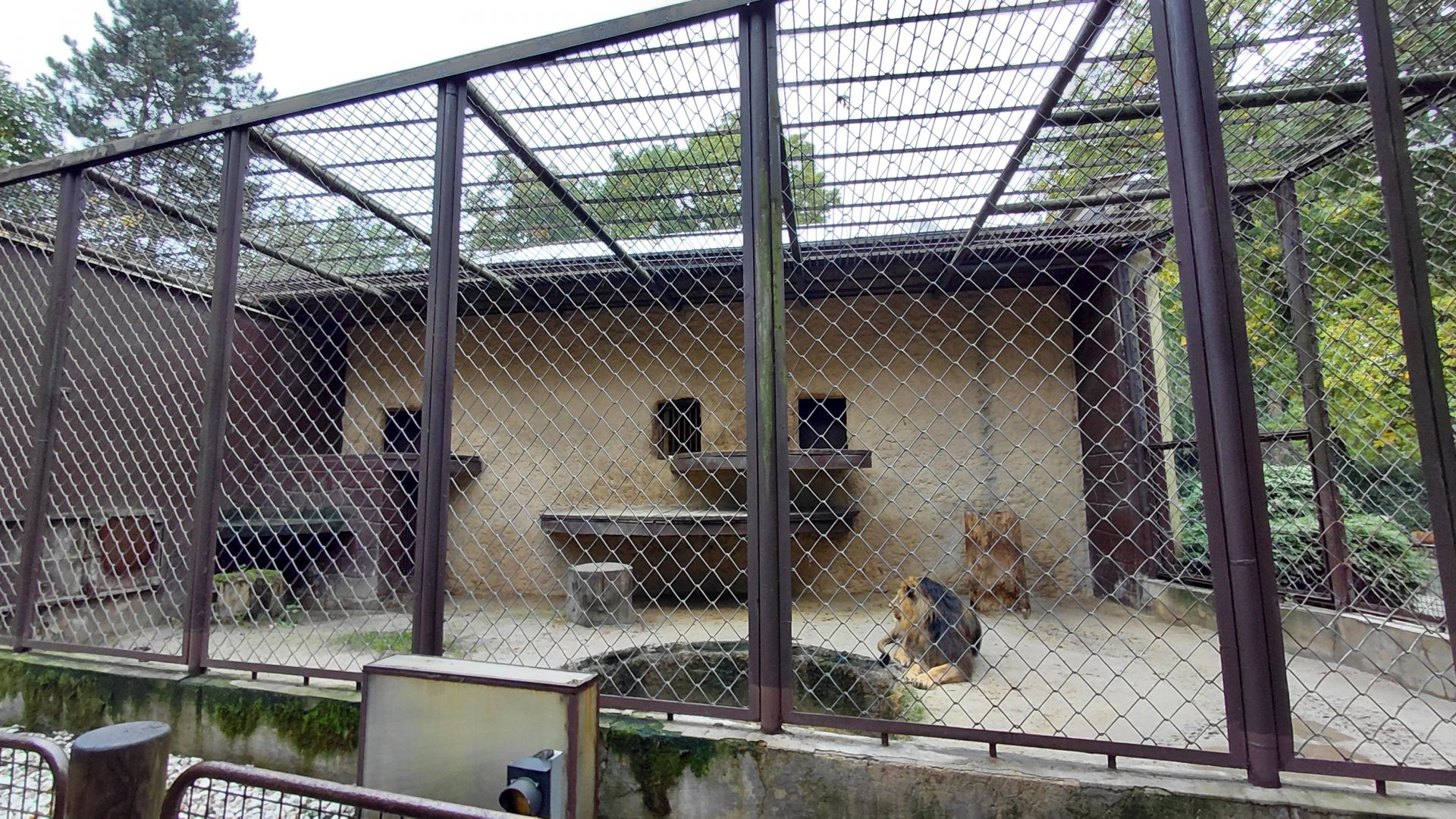 Asiatic lion outdoor cage