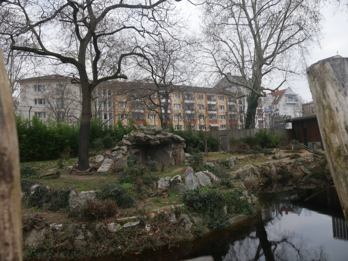 Asiatic lion outdoor enclosure (January 2019)