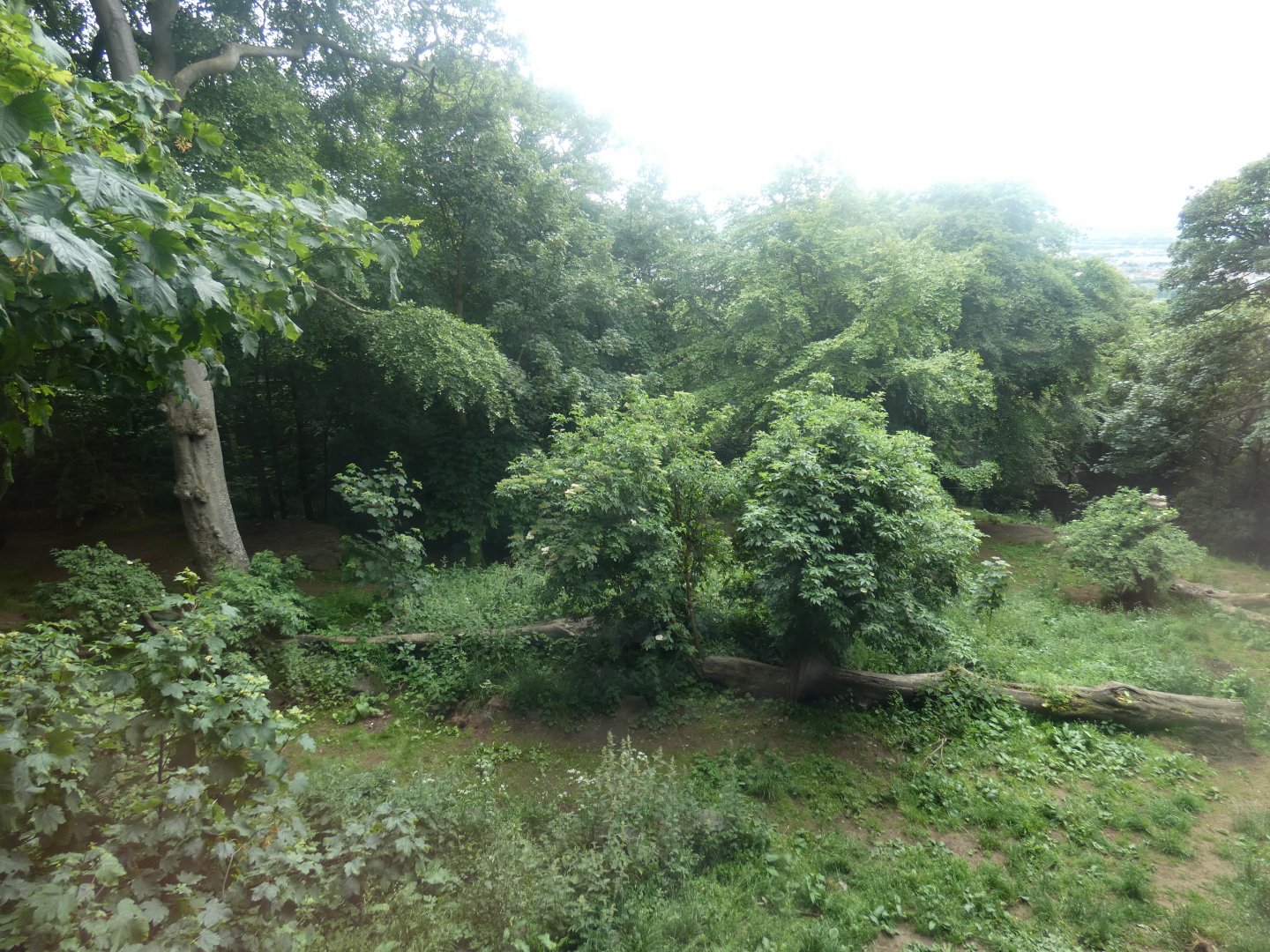 Asiatic lion outdoor enclosure