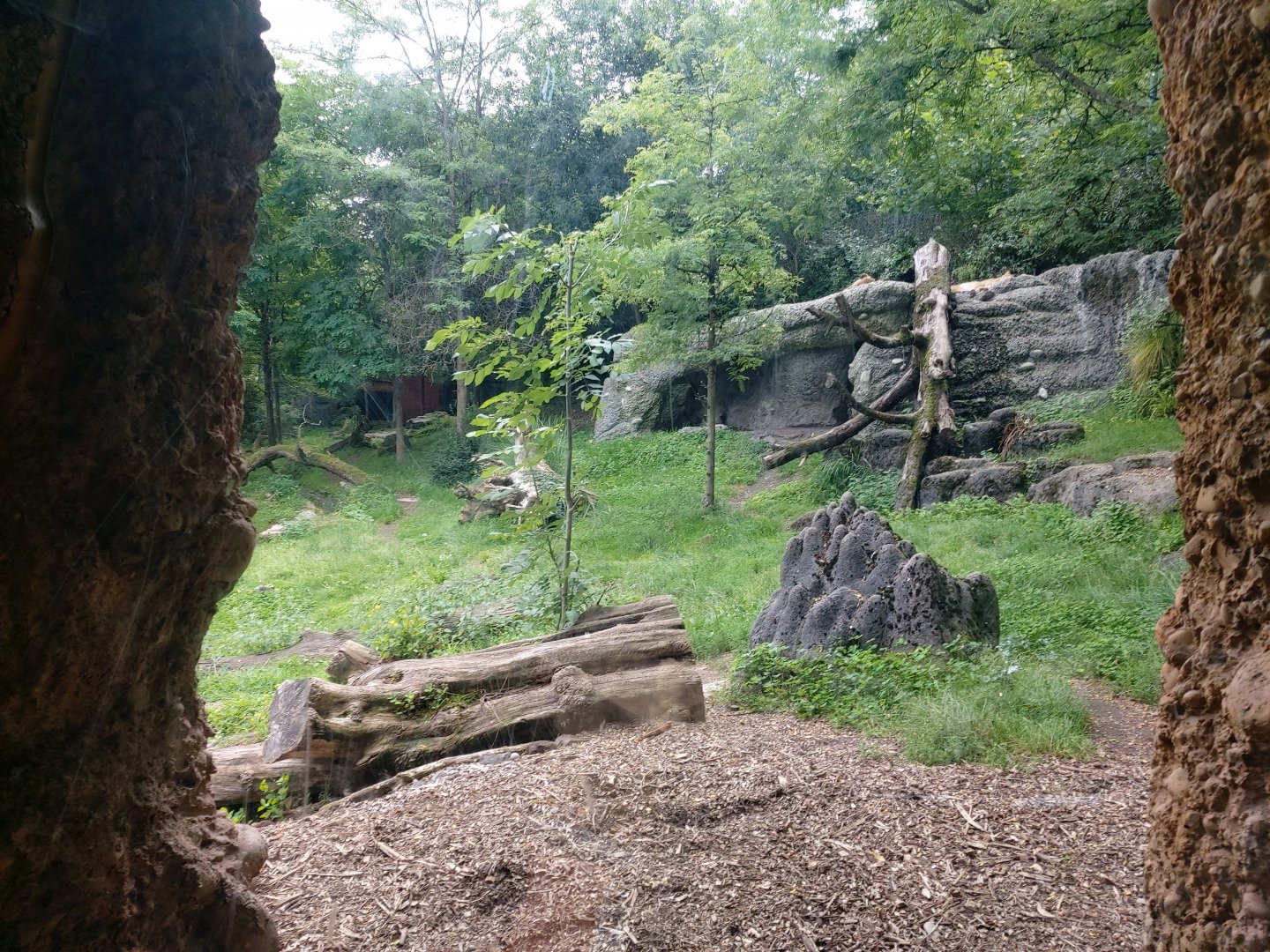 Asiatic lion outdoor enclosure