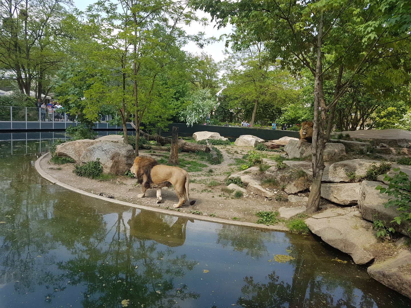 Asiatic Lion Outdoor Exhibit