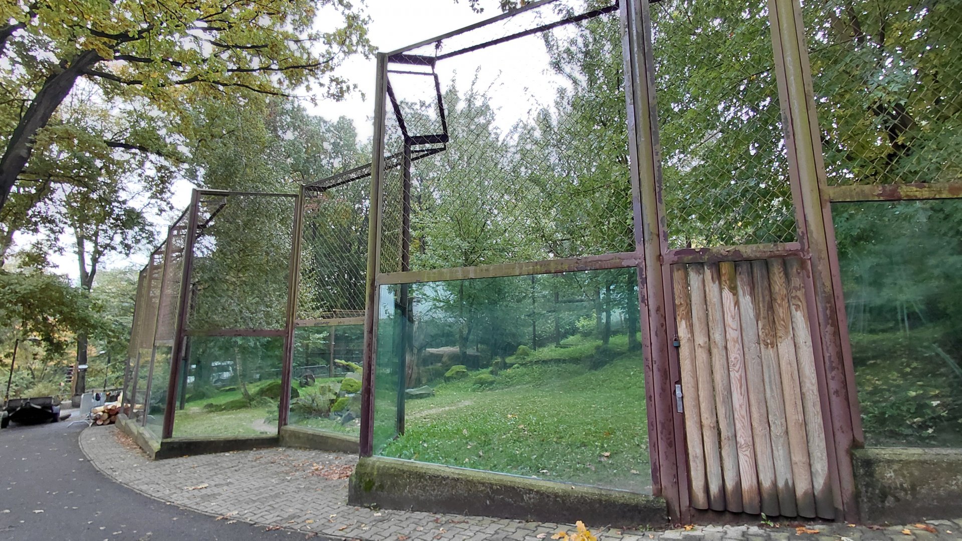Asiatic lion outdoor exhibit