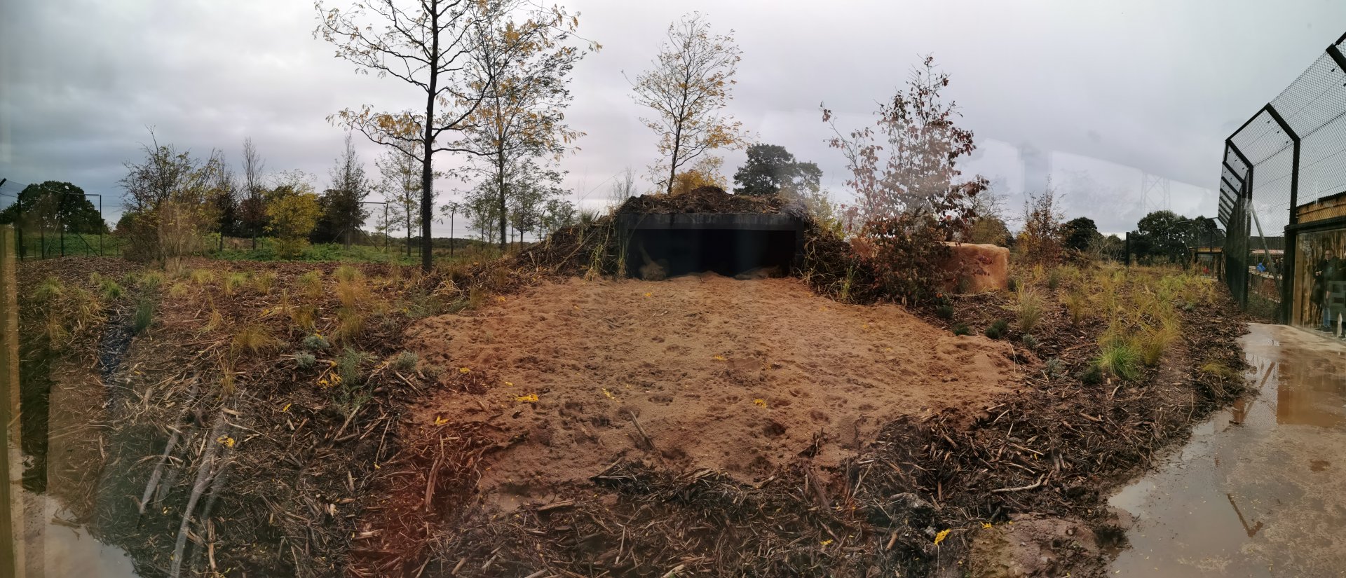 Asiatic Lion Outdoor Panorama