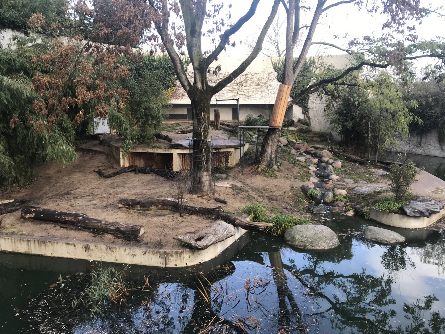 Asiatic lion outdoors 011218