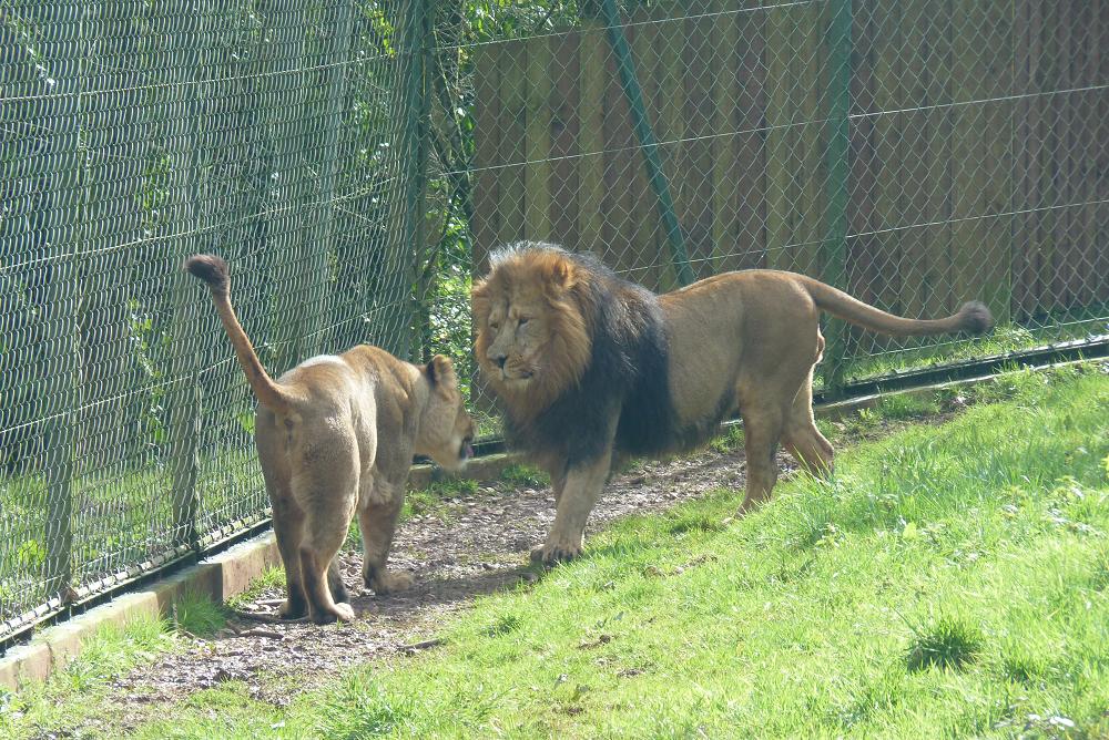 Asiatic lion pair 4 March 2012