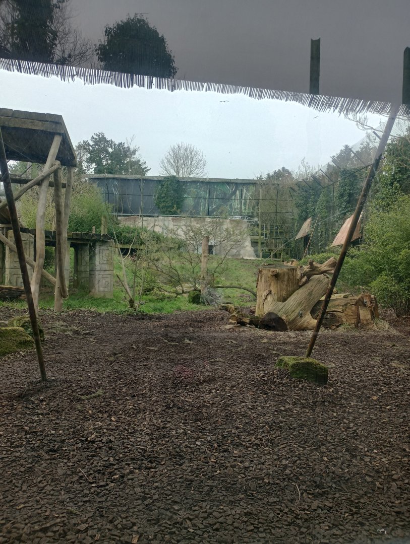 Asiatic lion panaroma