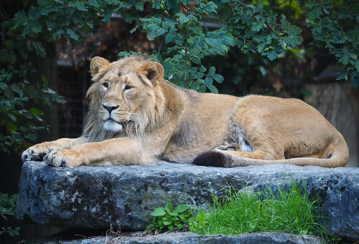 Asiatic lion (Panthera leo leo), 2023-07-26