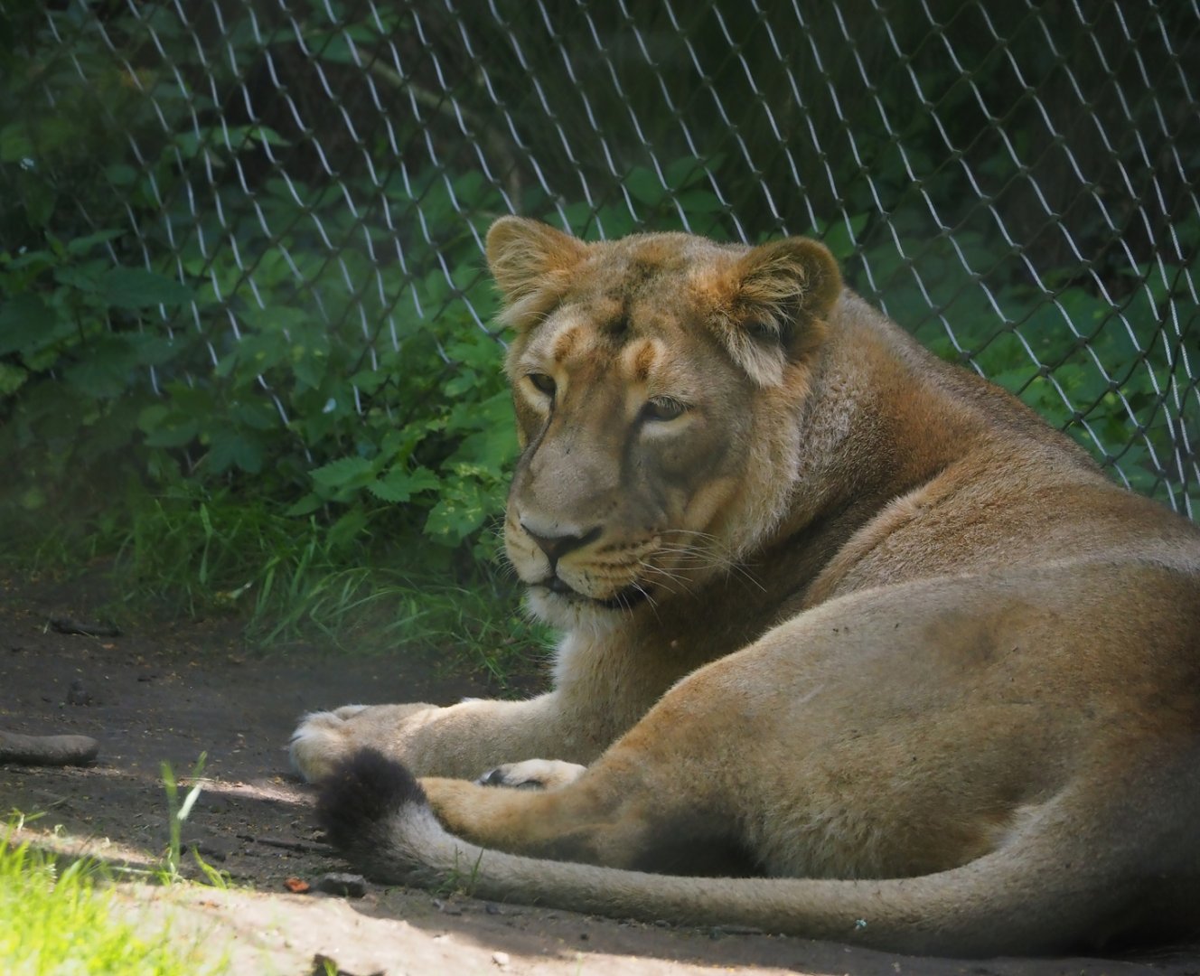 Asiatic lion (Panthera leo leo), 2024-06-30
