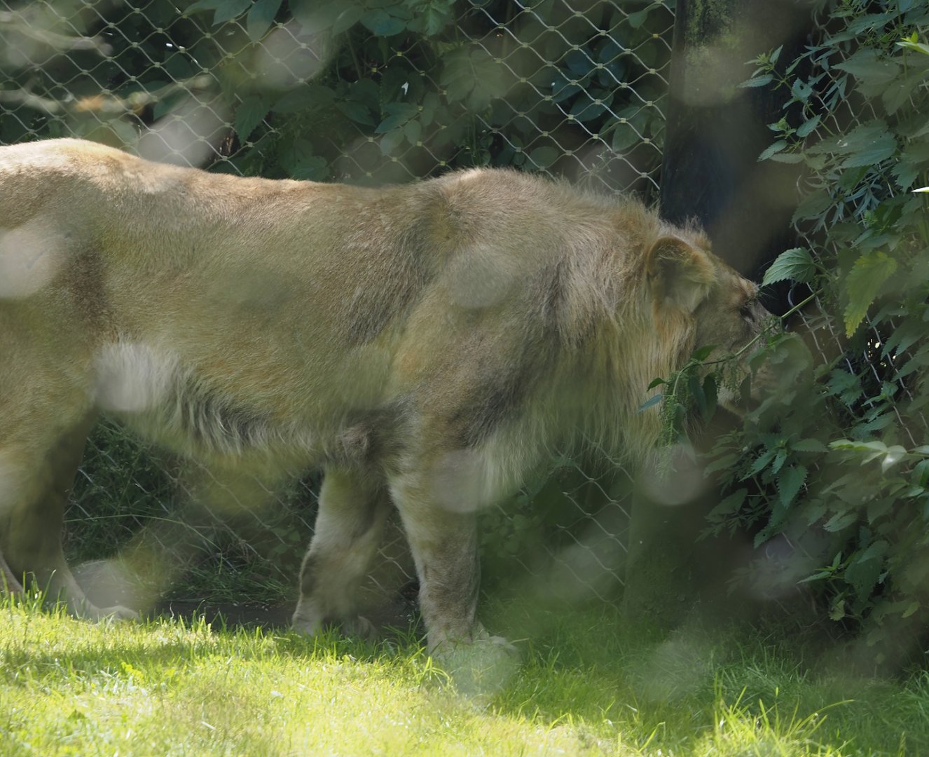 Asiatic lion (Panthera leo leo), 2024-06-30