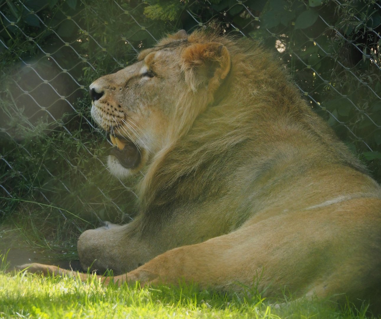 Asiatic lion (Panthera leo leo), 2024-06-30
