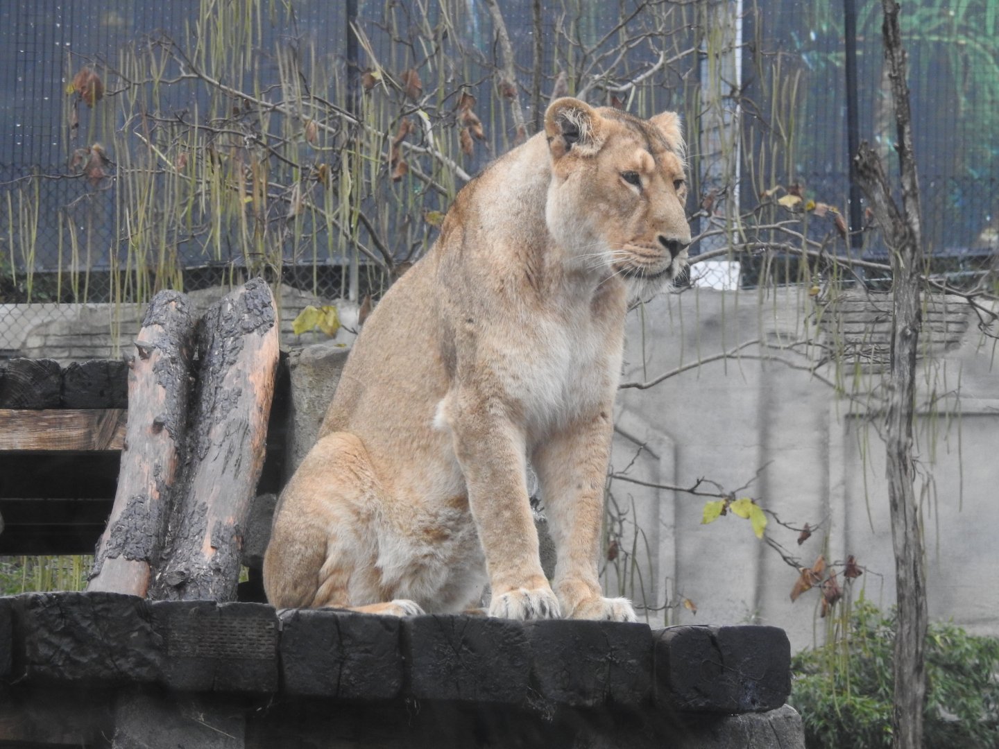 Asiatic Lion (Panthera leo leo)
