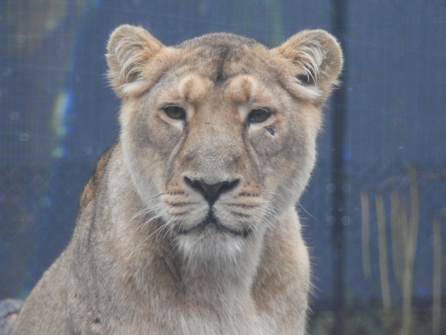 Asiatic Lion (Panthera leo leo)