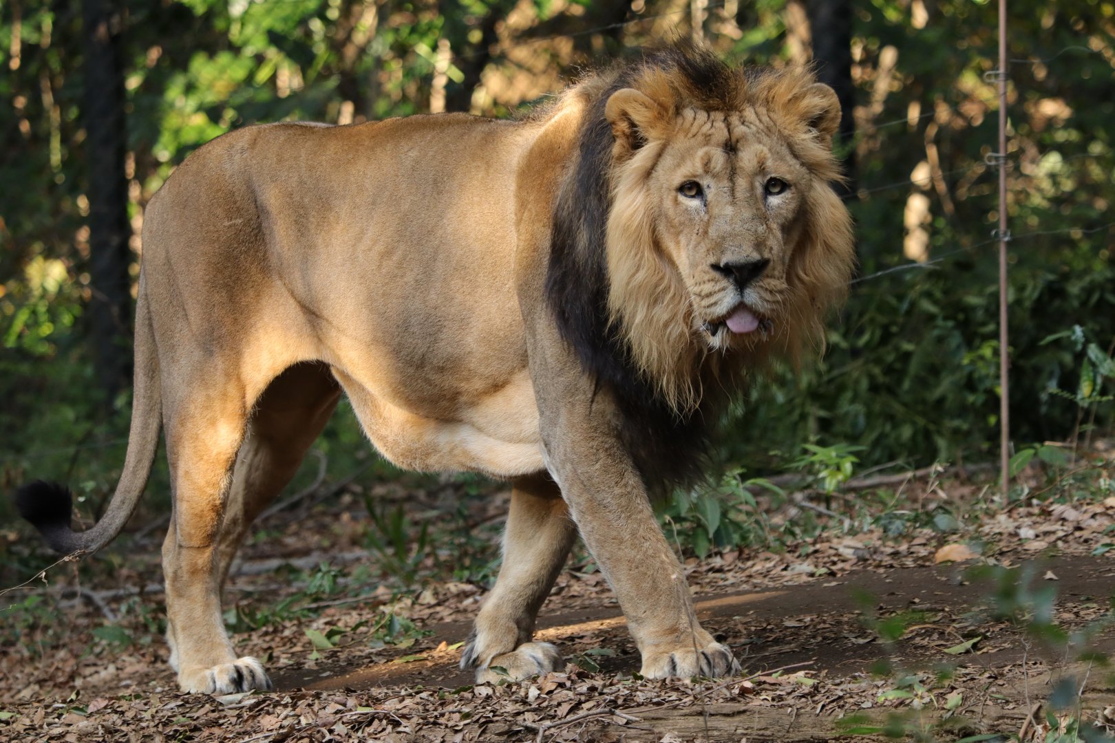 Asiatic Lion (Panthera leo leo)
