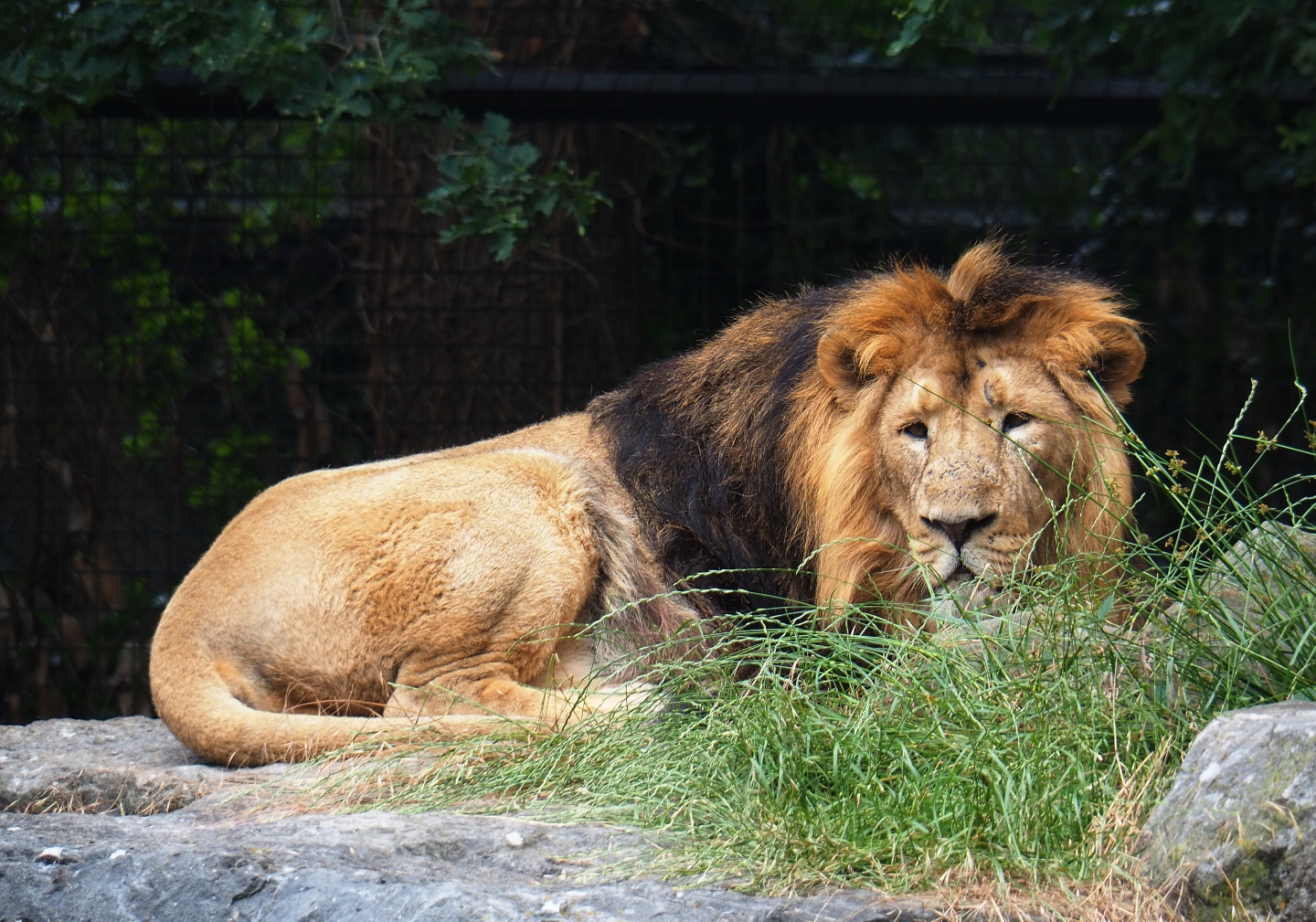 Asiatic lion (Panthera leo persica), 2019-06-26