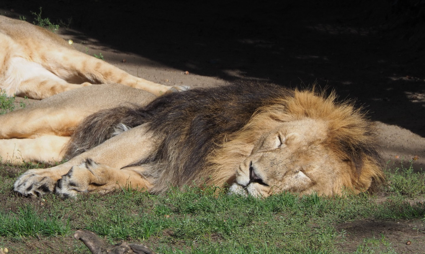 Asiatic lion (Panthera leo persica), 2020-10-10