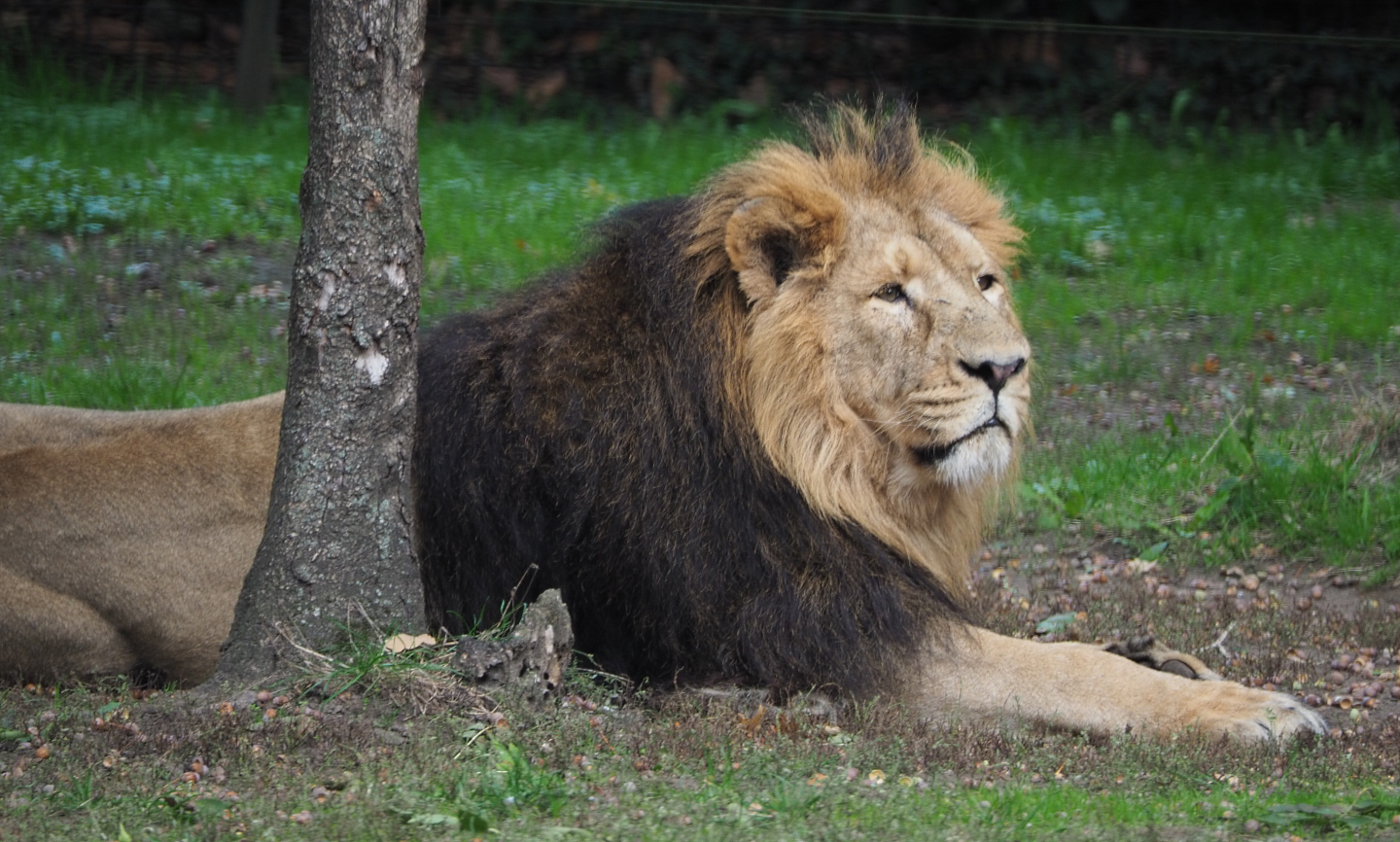 Asiatic lion (Panthera leo persica), 2020-10-19
