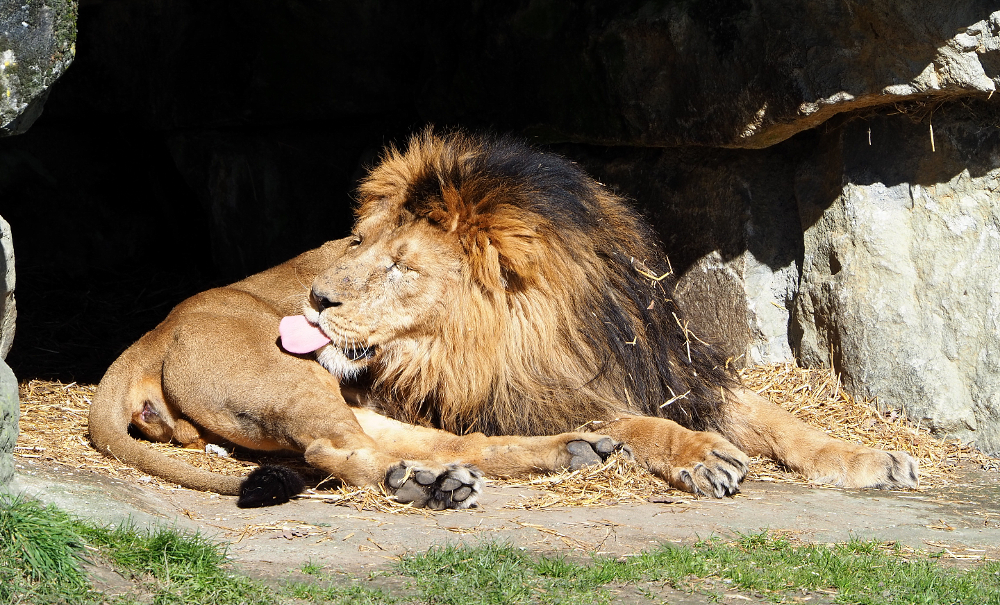 Asiatic lion (Panthera leo persica), 2022-03-08