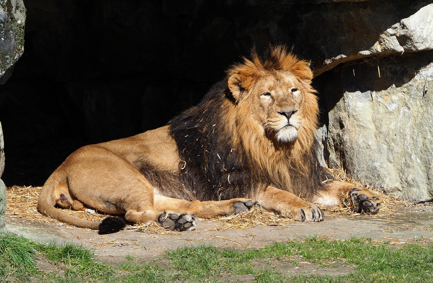 Asiatic lion (Panthera leo persica), 2022-03-08