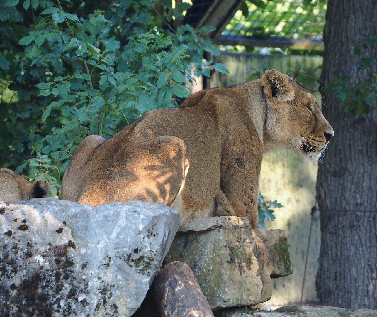 Asiatic lion (Panthera leo persica), 2022-09-12