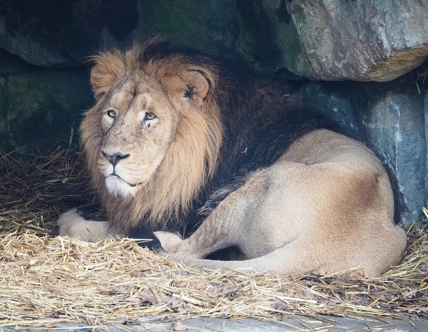 Asiatic lion (Panthera leo persica), 2022-12-27