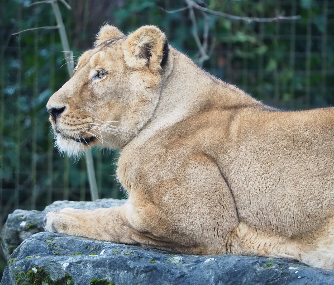 Asiatic lion (Panthera leo persica), 2023-02-19