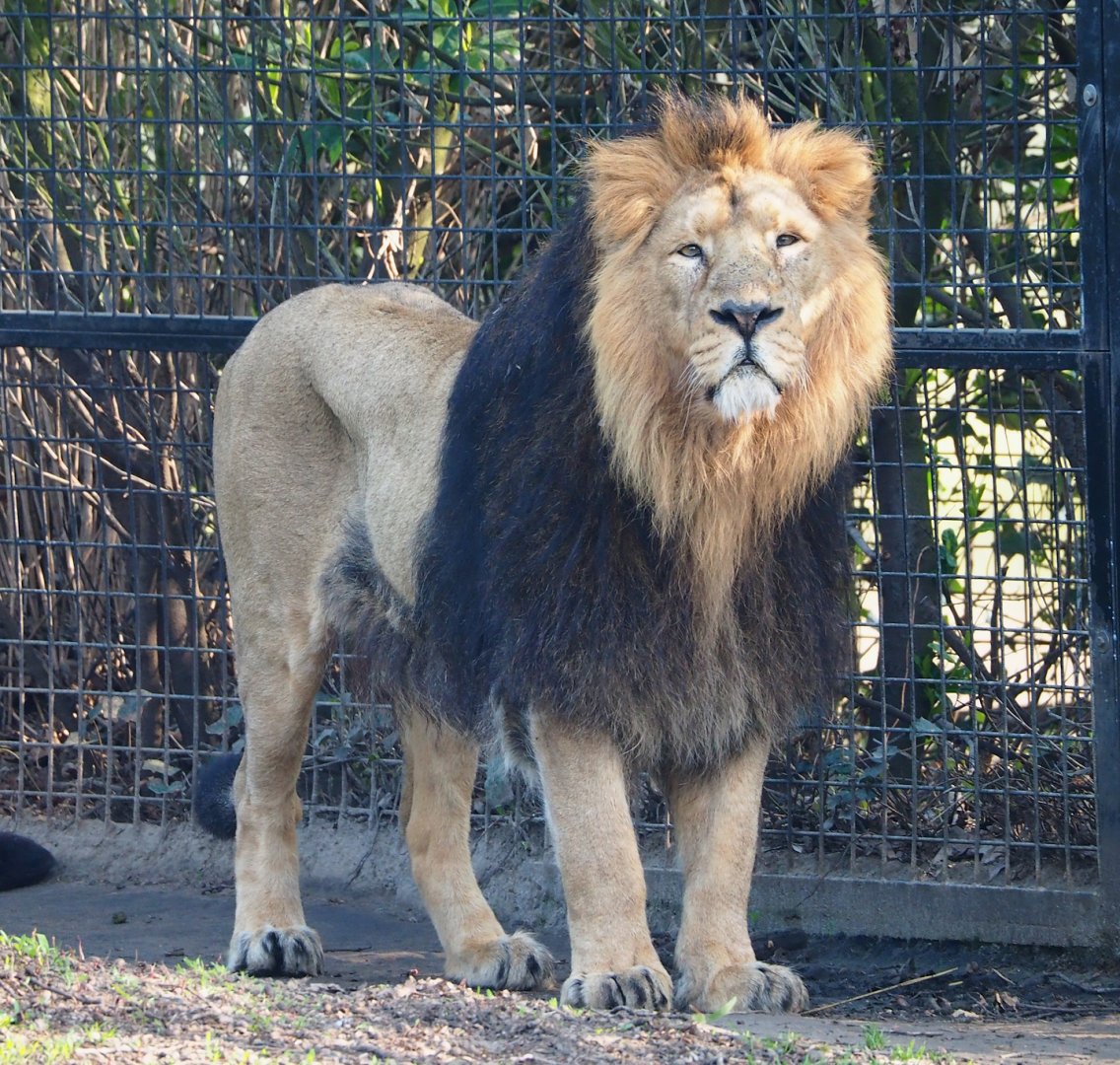 Asiatic lion (Panthera leo persica), 2023-04-18