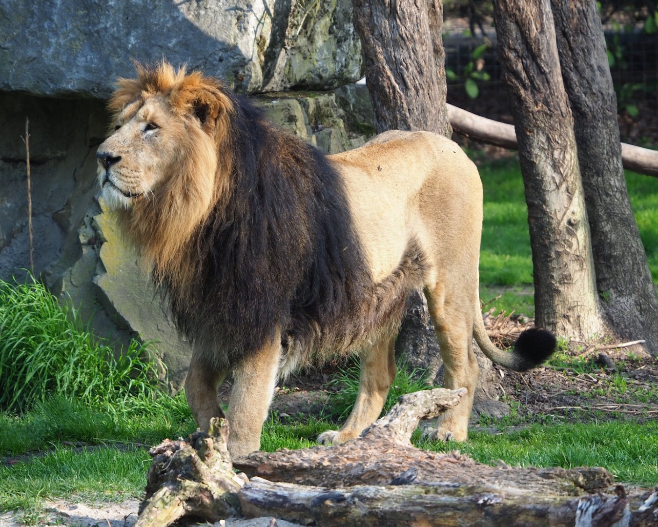 Asiatic lion (Panthera leo persica), 2023-04-18