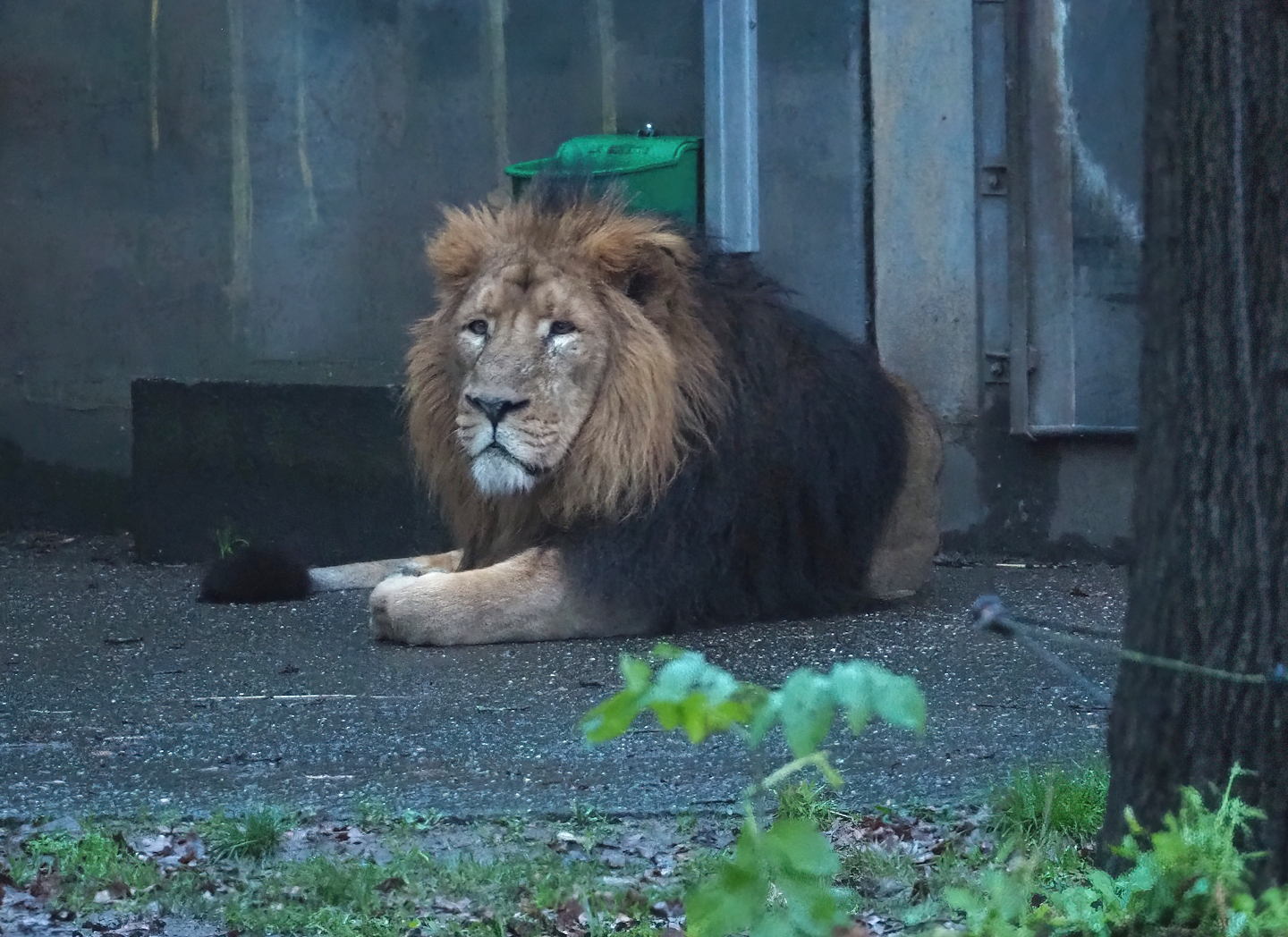Asiatic lion (Panthera leo persica), 2024-01-01