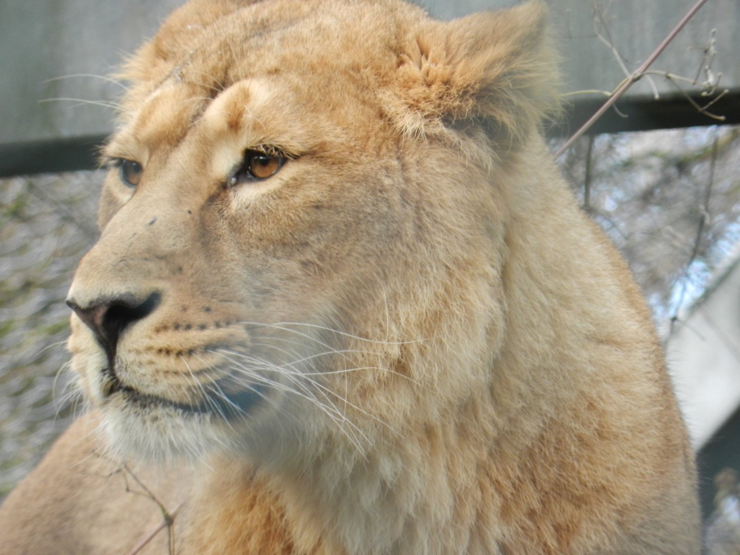 Asiatic Lion (Panthera leo persica) at Bristol Zoo, England