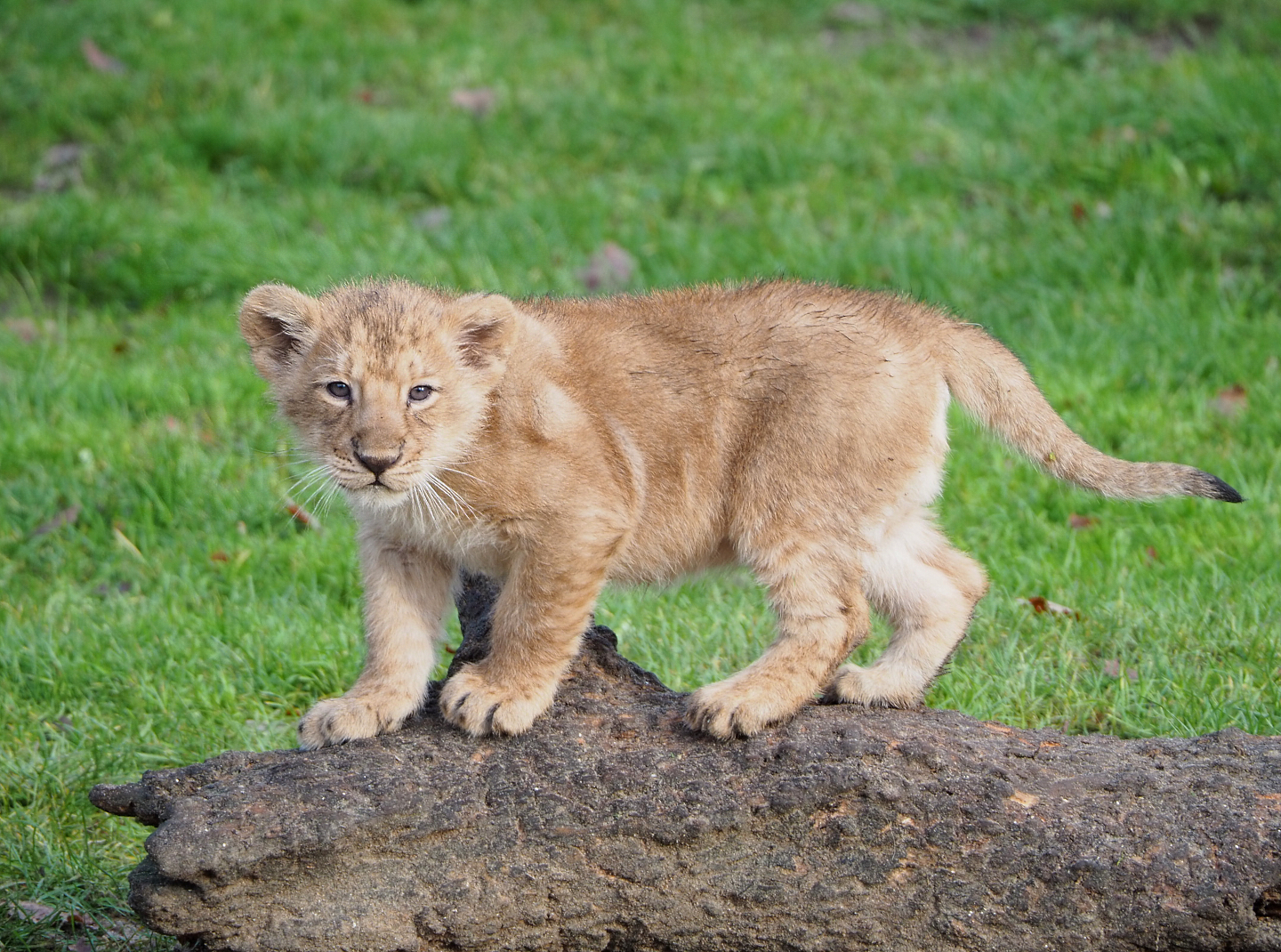 Asiatic lion (Panthera leo persica) cub Wishu, 2021-12-07