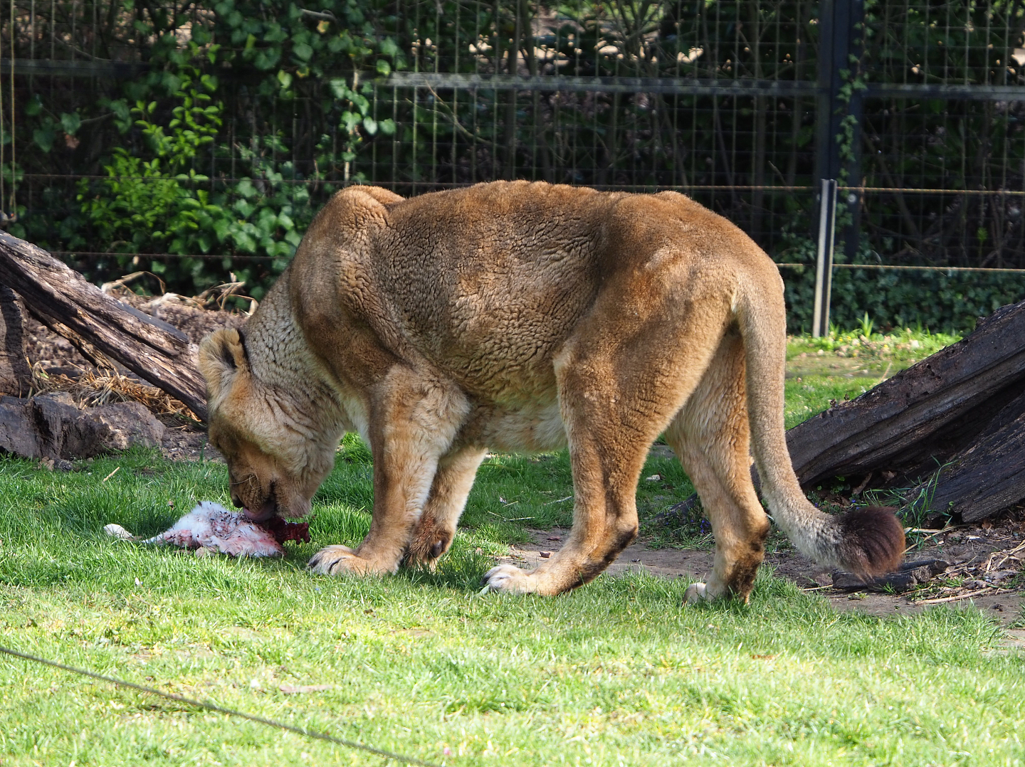 Asiatic lion (Panthera leo persica) eating rabbit, 2022-04-12