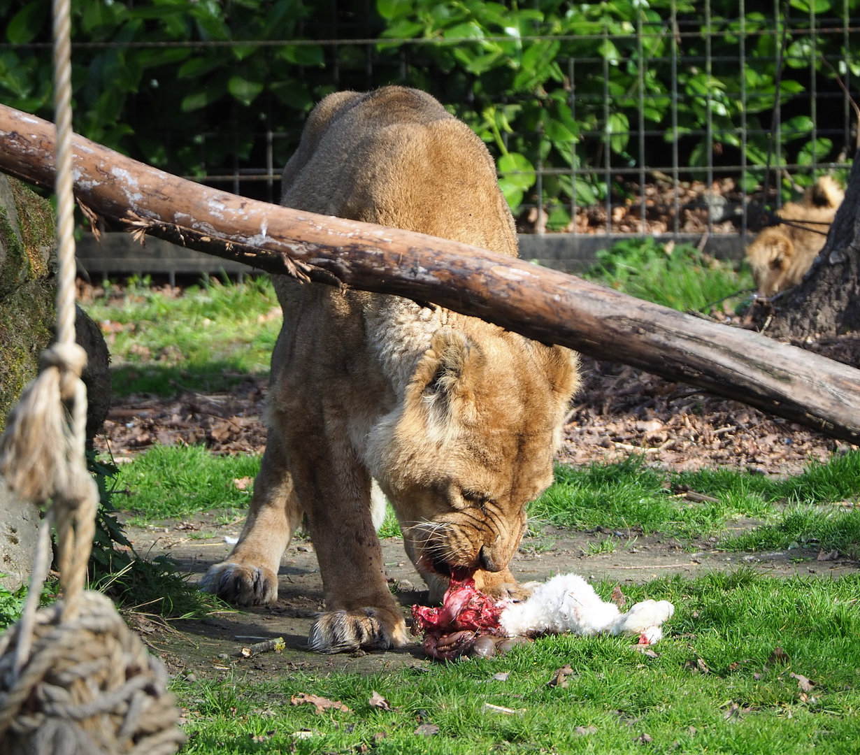 Asiatic lion (Panthera leo persica) eating rabbit, 2022-04-12