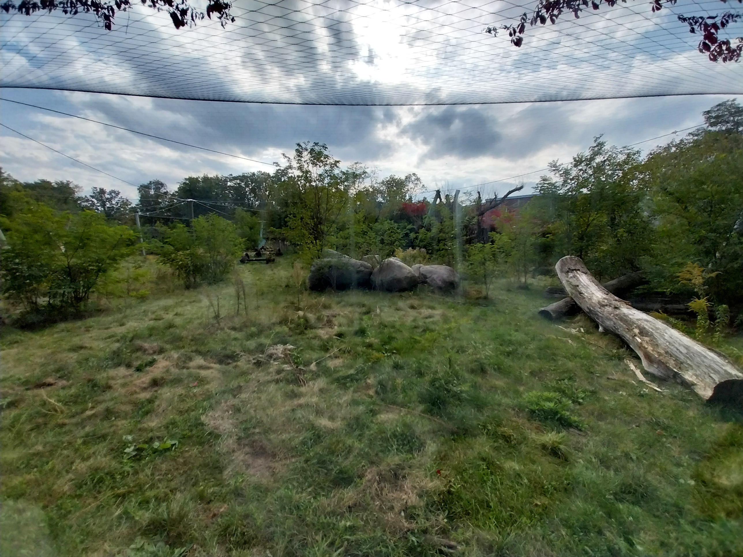 Asiatic Lion (Panthera leo persica) enclosure