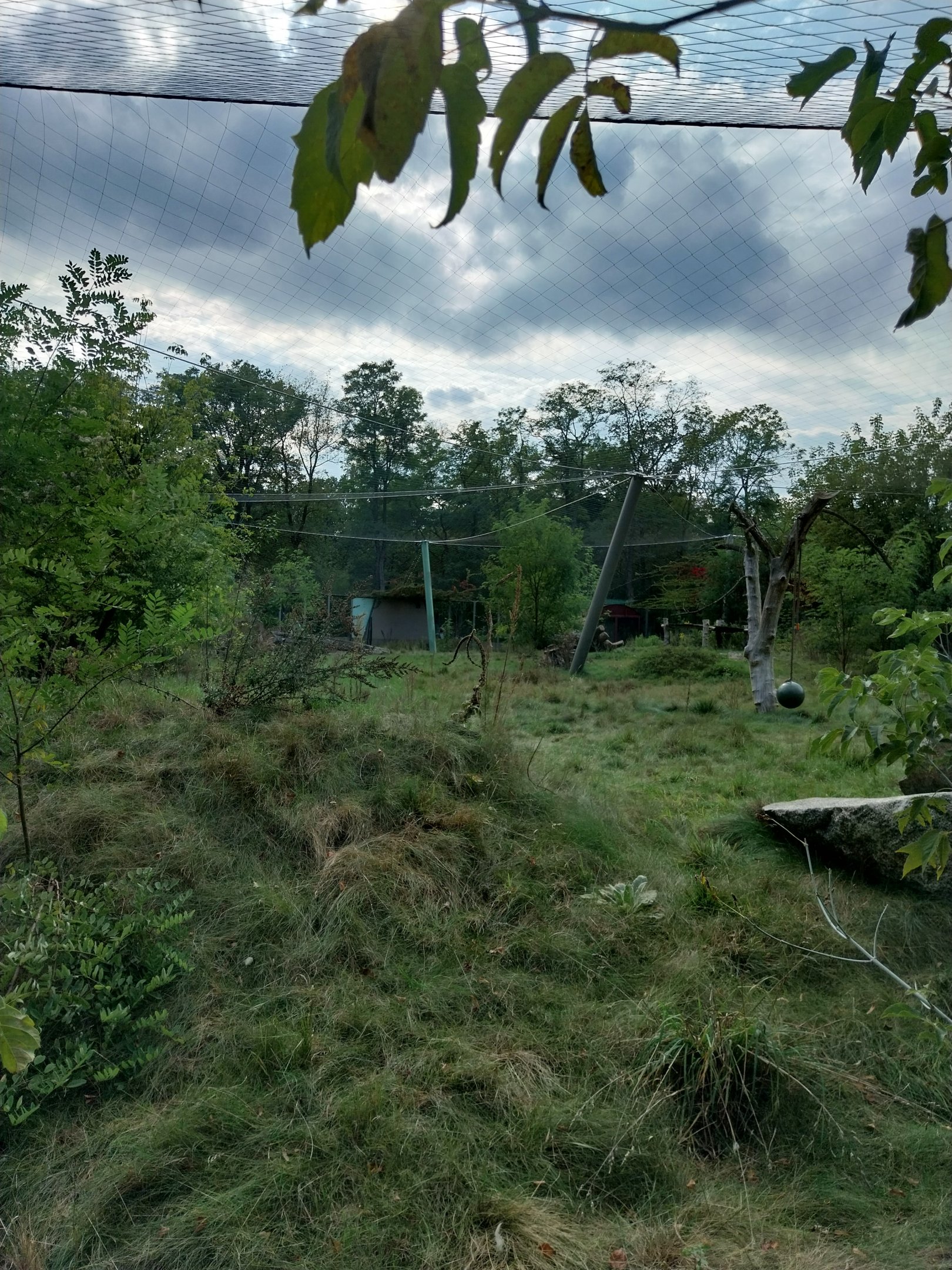 Asiatic Lion (Panthera leo persica) enclosure