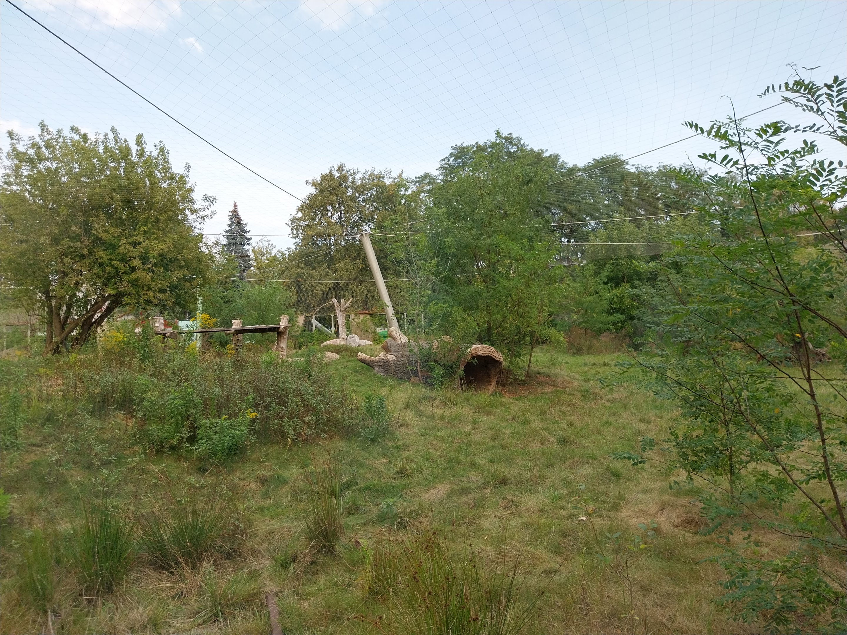 Asiatic Lion (Panthera leo persica) enclosure