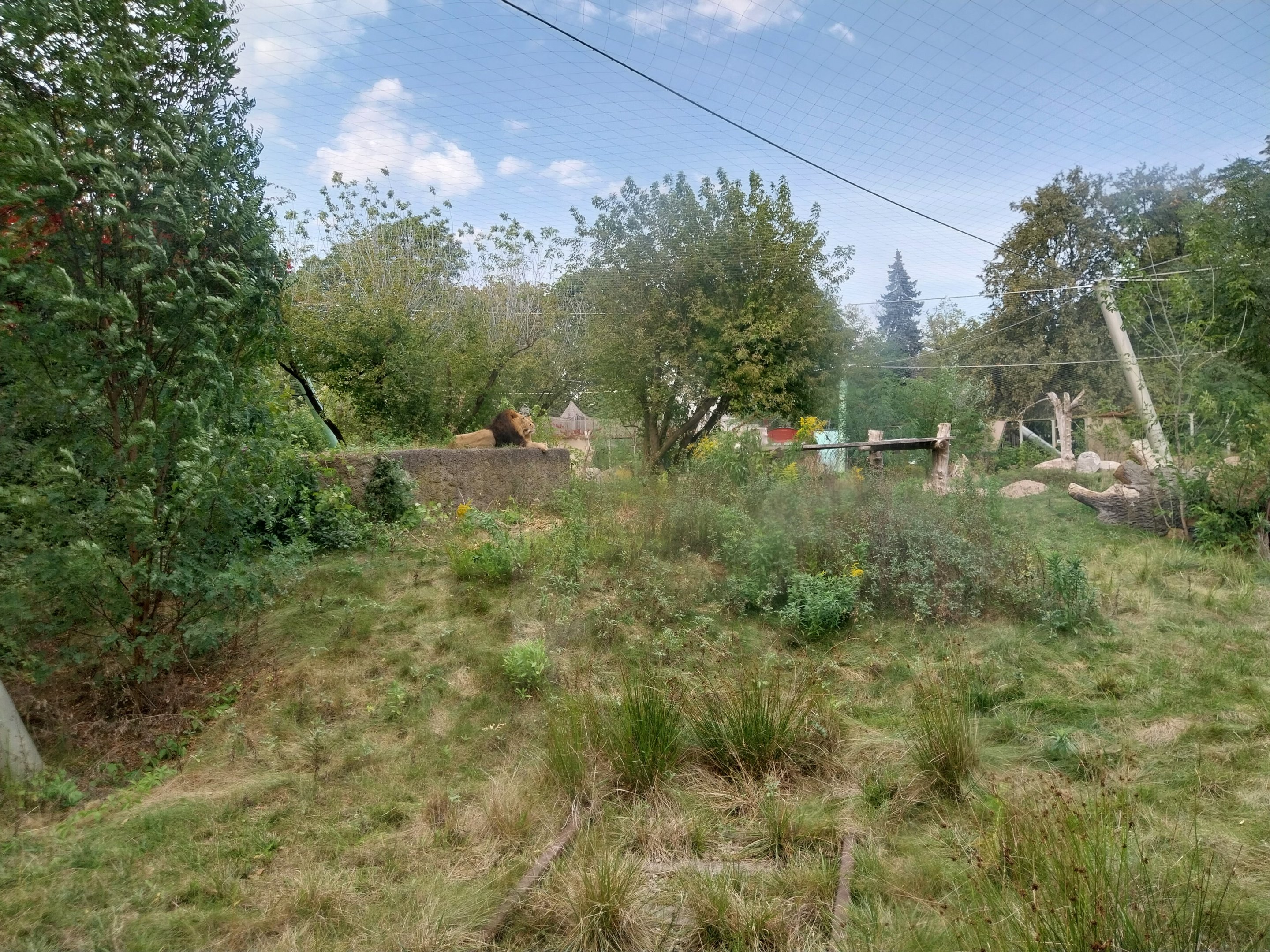 Asiatic Lion (Panthera leo persica) enclosure