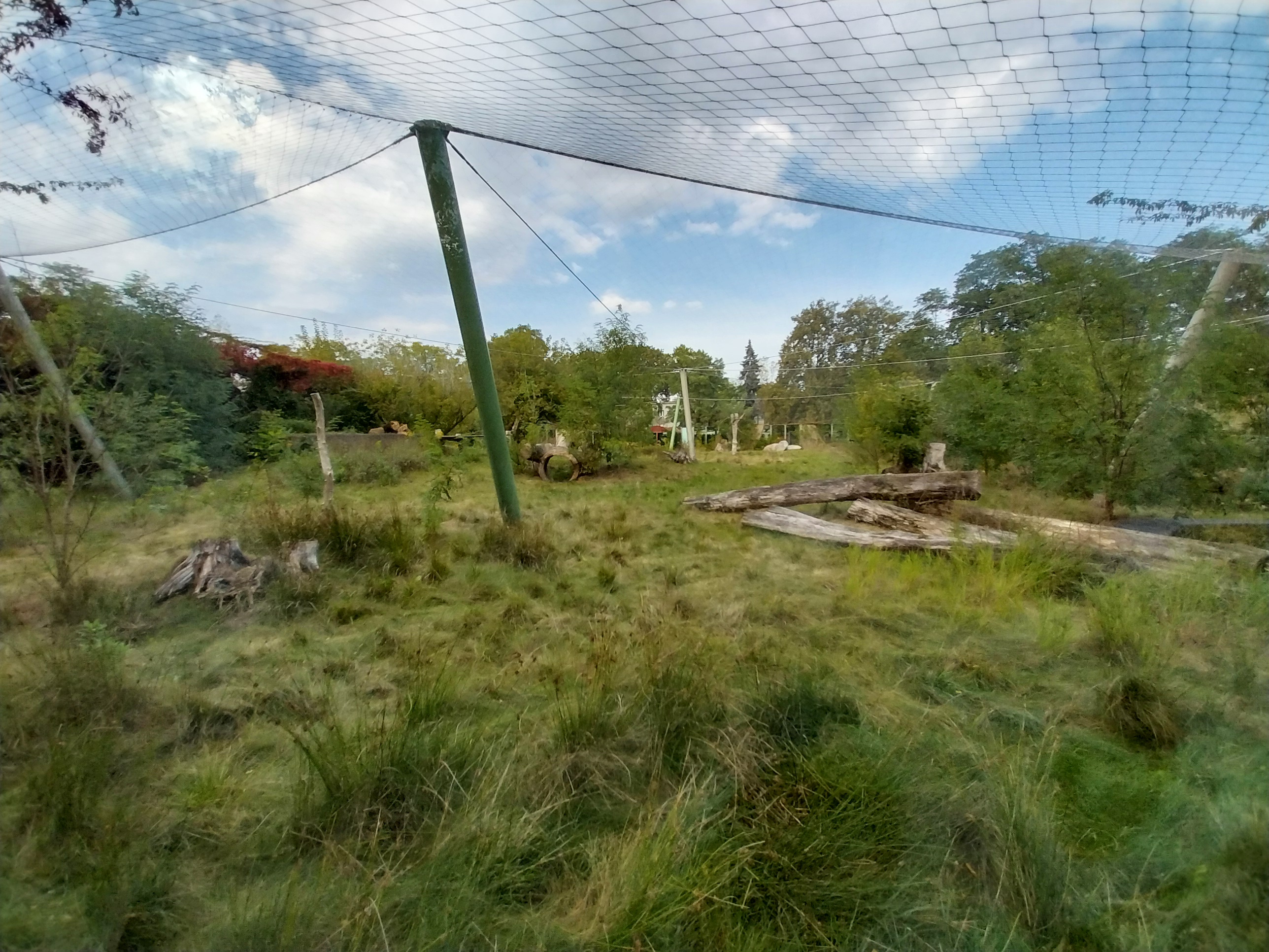 Asiatic Lion (Panthera leo persica) enclosure