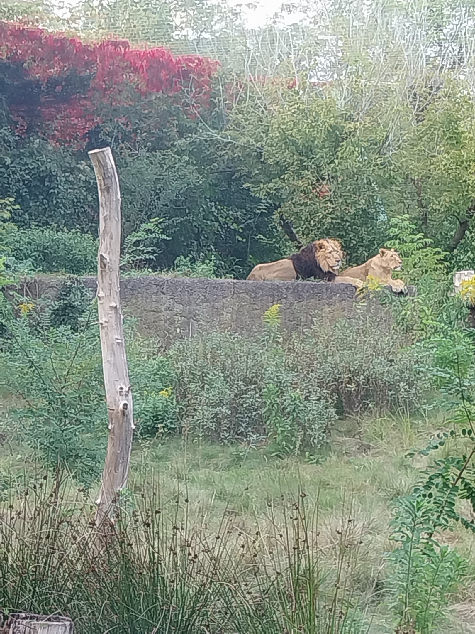 Asiatic Lion (Panthera leo persica) enclosure