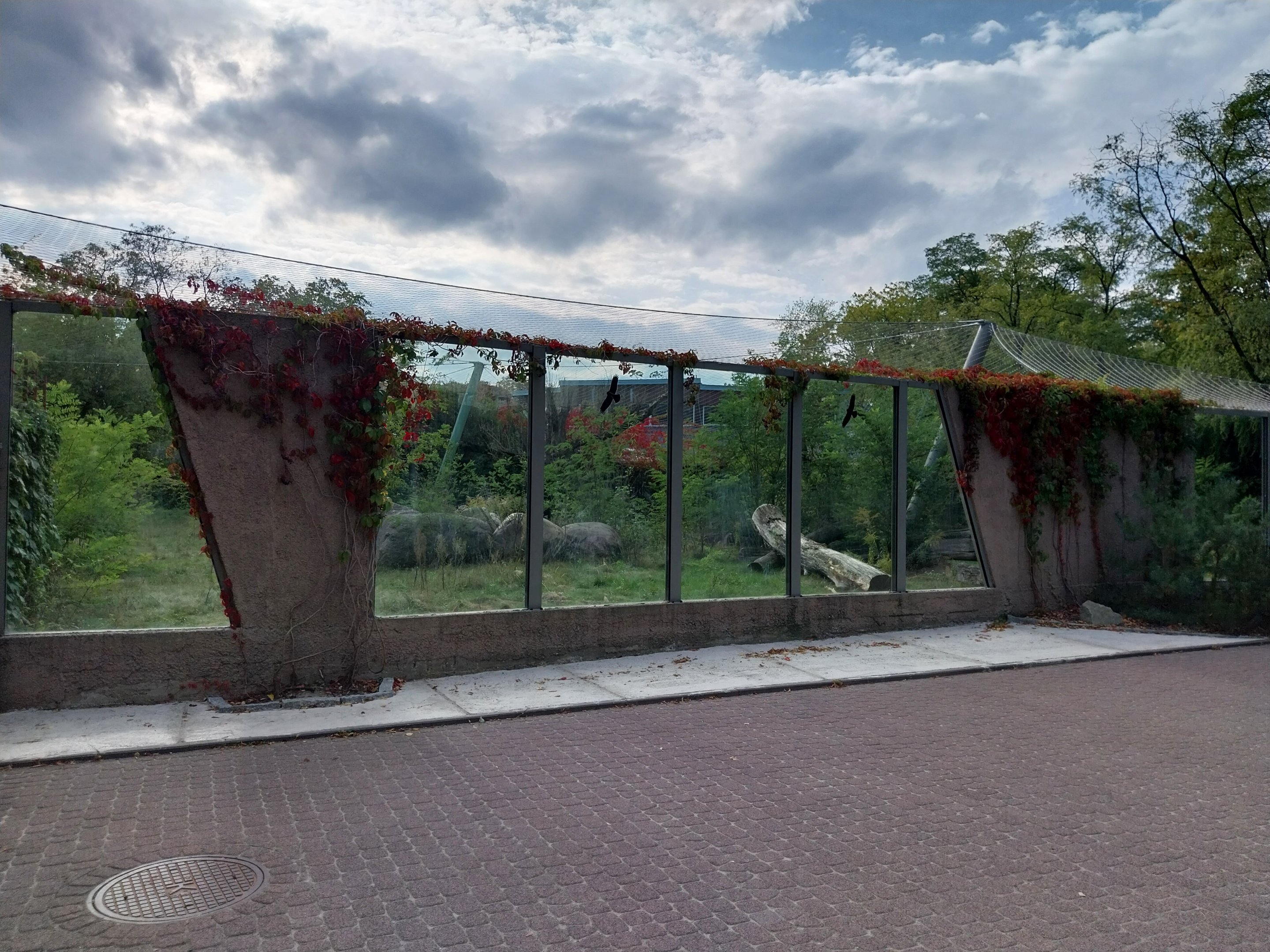 Asiatic Lion (Panthera leo persica) enclosure