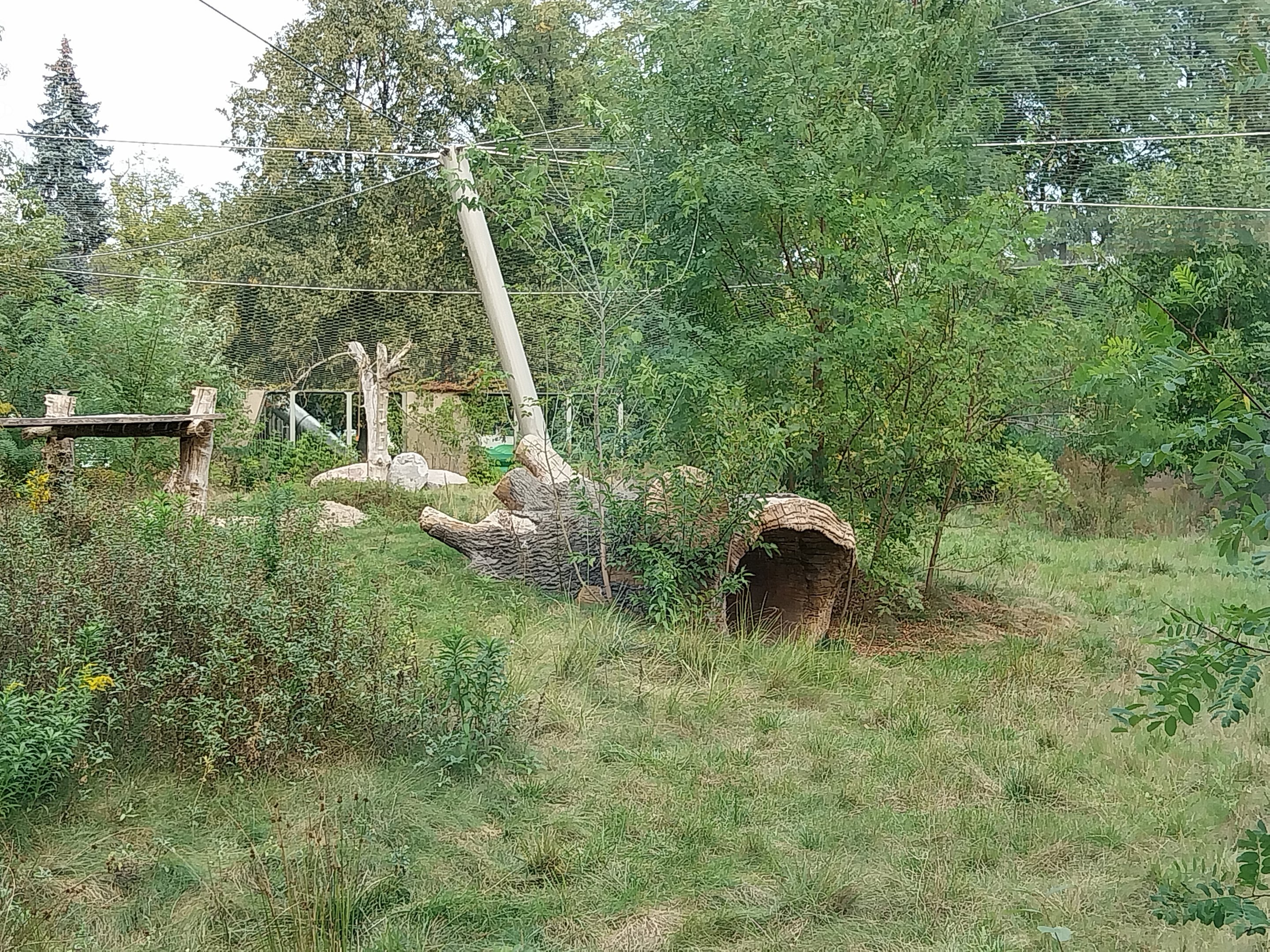 Asiatic Lion (Panthera leo persica) enclosure