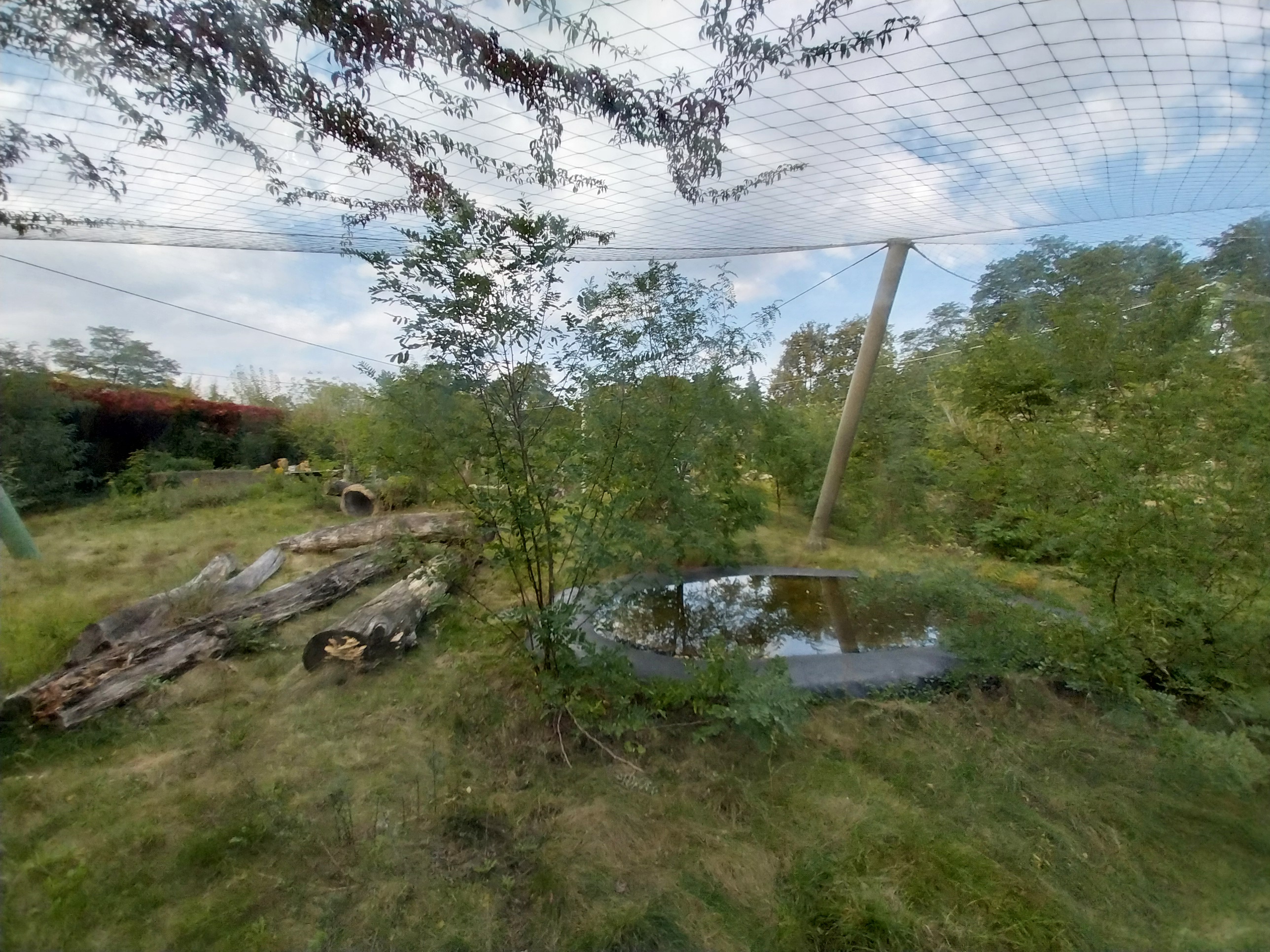 Asiatic Lion (Panthera leo persica) enclosure