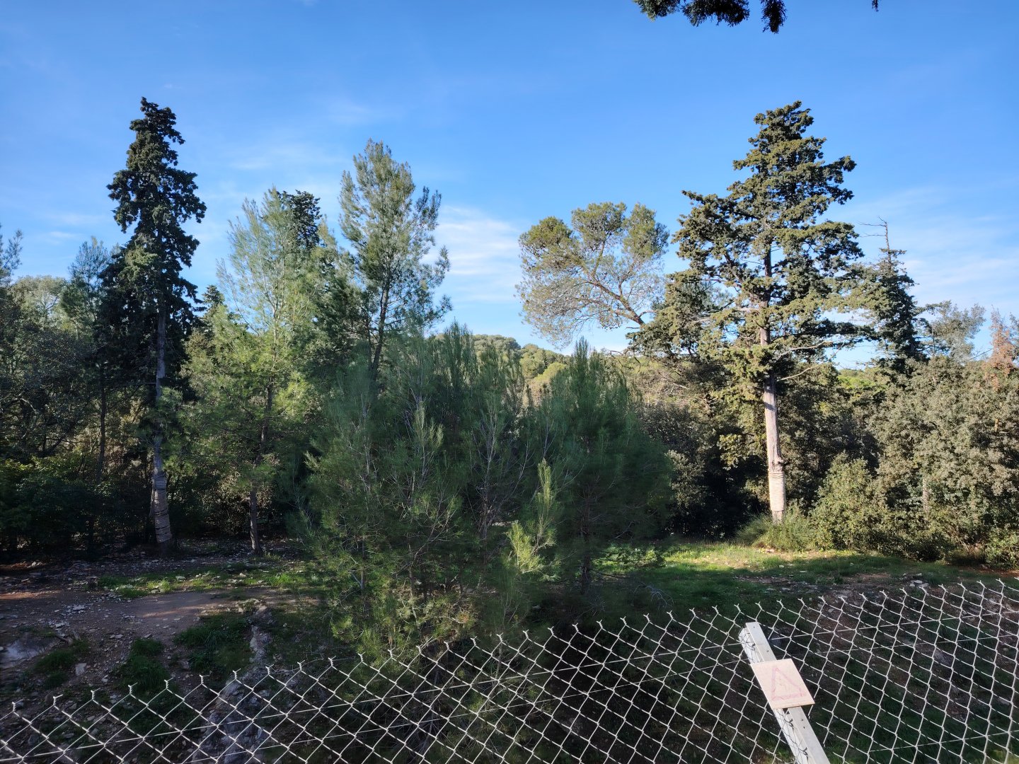 Asiatic lion (Panthera leo persica) Exhibit