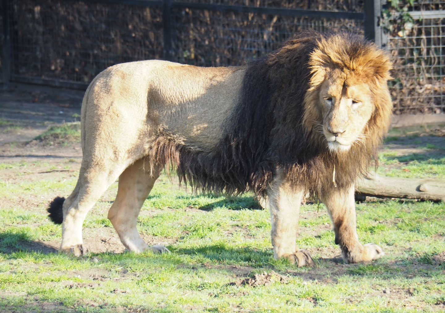 Asiatic lion (Panthera leo persica), Feb 16th, 2019