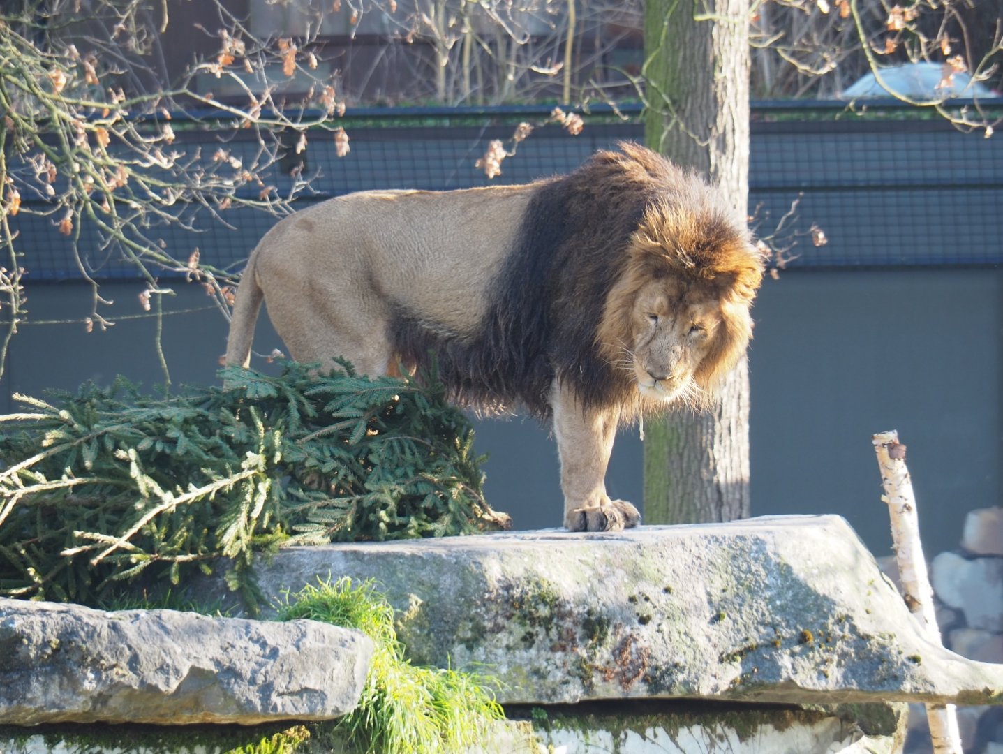 Asiatic lion (Panthera leo persica), Feb 16th, 2019